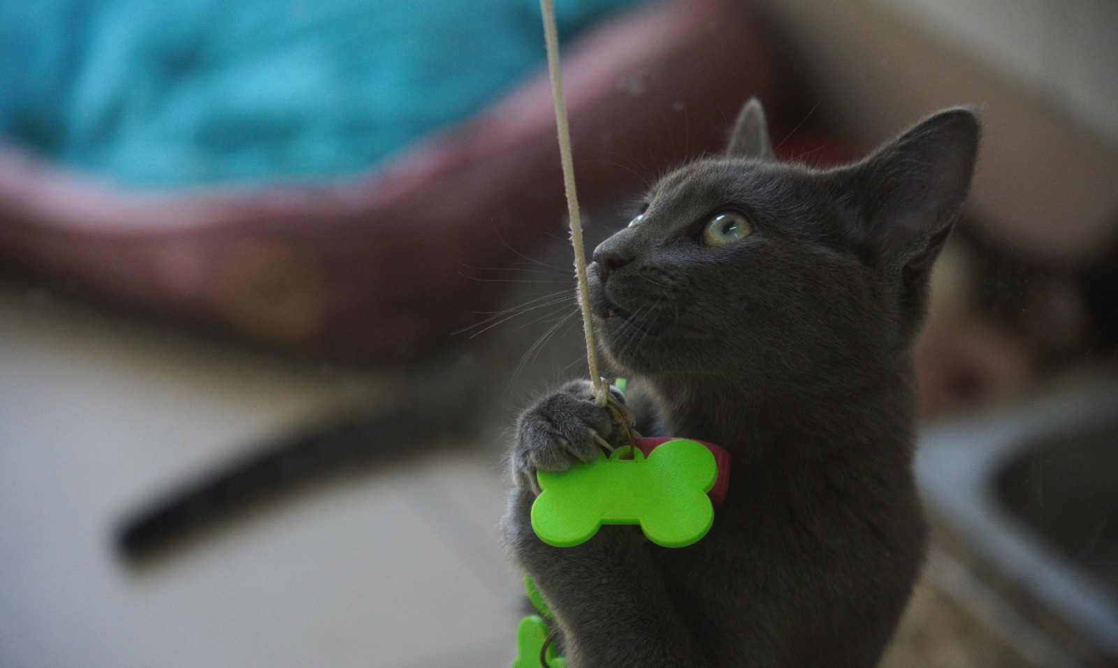 A imagem mostra um gato de pelagem cinza em primeiro plano, com expressão curiosa e olhar atento voltado para um barbante suspenso à sua frente. O animal segura o fio delicadamente com uma das patas enquanto parece acompanhar seu movimento, em uma cena típica de brincadeira felina. Presa à coleira do gato há uma plaqueta de identificação em formato de osso, na cor verde-limão, que se destaca sobre a pelagem escura. O gato está com as orelhas erguidas e os olhos bem abertos, transmitindo atenção e interesse pelo objeto. O fundo da fotografia aparece desfocado, evidenciando a técnica de profundidade de campo. É possível perceber uma cama para pets nas cores vinho e azul, além de outros elementos do ambiente interno, que sugerem um espaço destinado ao acolhimento ou permanência de animais, como um abrigo, clínica veterinária ou centro de adoção.