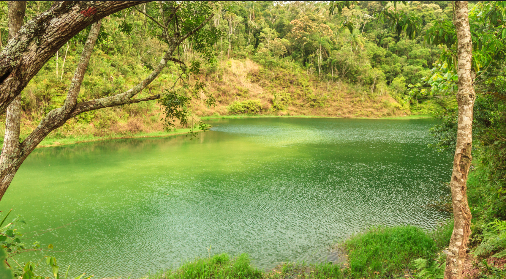 Imagem mostra um lago de águas calmas em tons de verde, ocupando a maior parte da cena. A superfície da água reflete a luz, criando áreas mais claras e outras mais escuras, com textura suave de pequenas ondulações. Ao redor do lago, há vegetação densa e árvores de diferentes alturas, com folhas em variados tons de verde, do claro ao mais escuro. Em primeiro plano, aparecem galhos e troncos de árvores em tons de marrom e bege, alguns inclinados sobre a água. Ao fundo, uma encosta coberta por mata verde fecha a paisagem, transmitindo um ambiente natural e tranquilo.