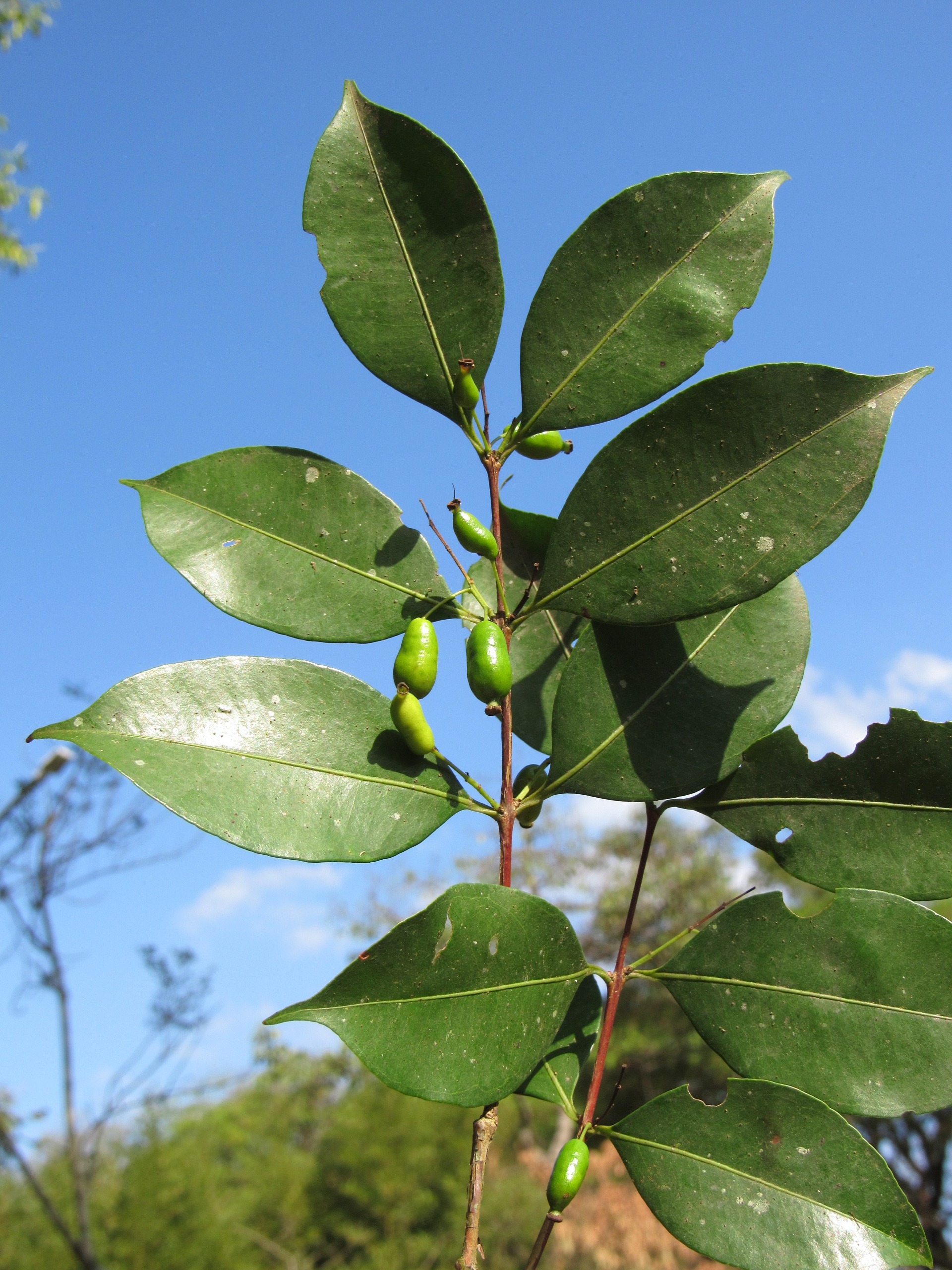 Imagem de um ramo de planta fotografado em ambiente externo, em primeiro plano, contra um céu azul claro. O ramo é fino, com coloração marrom-avermelhada, e apresenta várias folhas ovais e alongadas distribuídas ao longo do caule. As folhas são lisas e brilhantes, predominando tons de verde-escuro e verde-oliva, algumas com pequenas manchas claras e bordas levemente irregulares. Entre as folhas aparecem pequenos frutos alongados e arredondados em desenvolvimento, de cor verde-viva. A iluminação natural do sol destaca o brilho das folhas e cria leves sombras. Ao fundo, a paisagem aparece desfocada, com vegetação em tons de verde e marrom e algumas áreas claras de céu, reforçando o contraste entre o verde das folhas, o verde mais claro dos frutos e o azul do céu. 