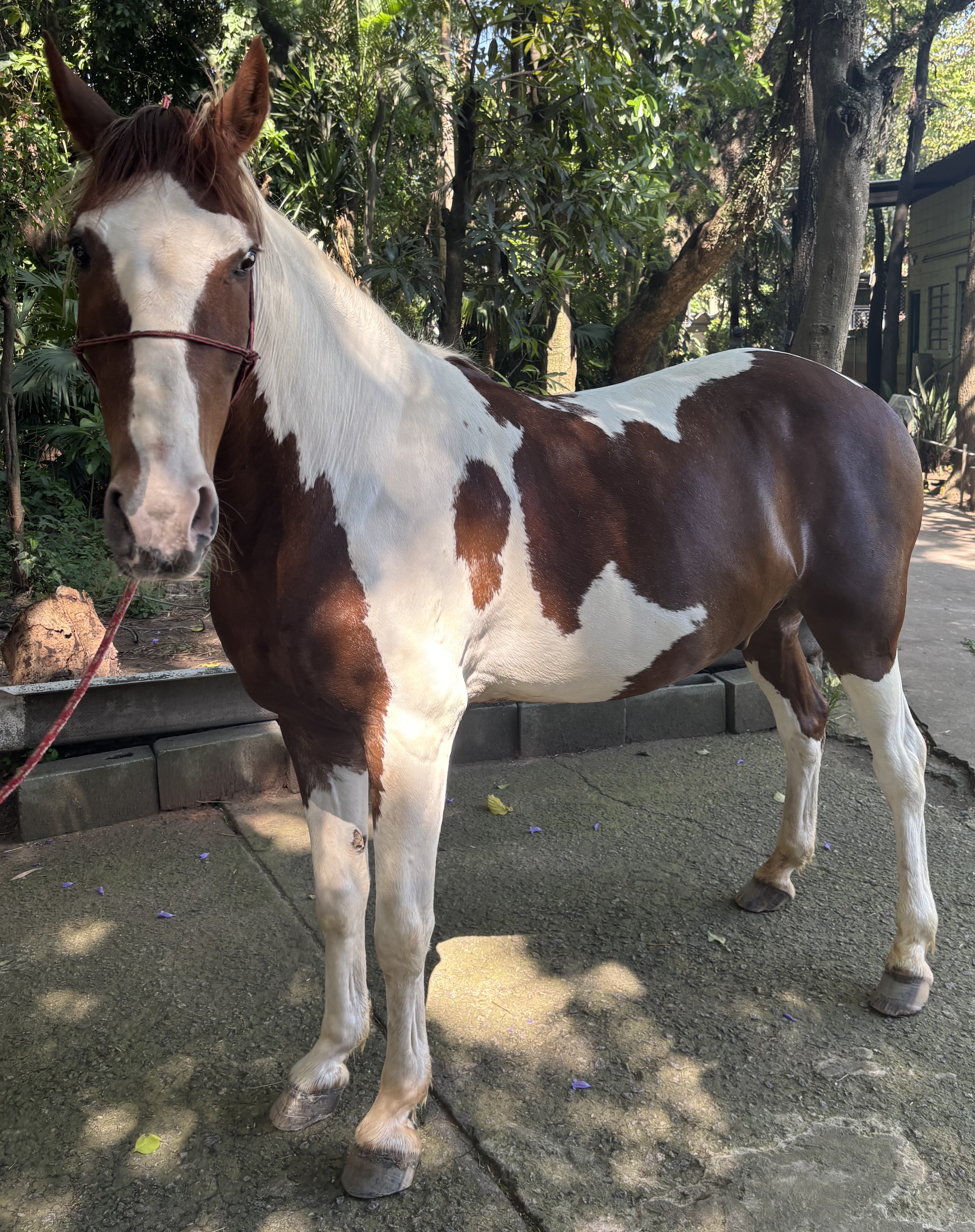 #PraCegoVer: Capuccino é um cavalo com pelagem branca com manchas marrons, ele esta de pé em frente a arvores