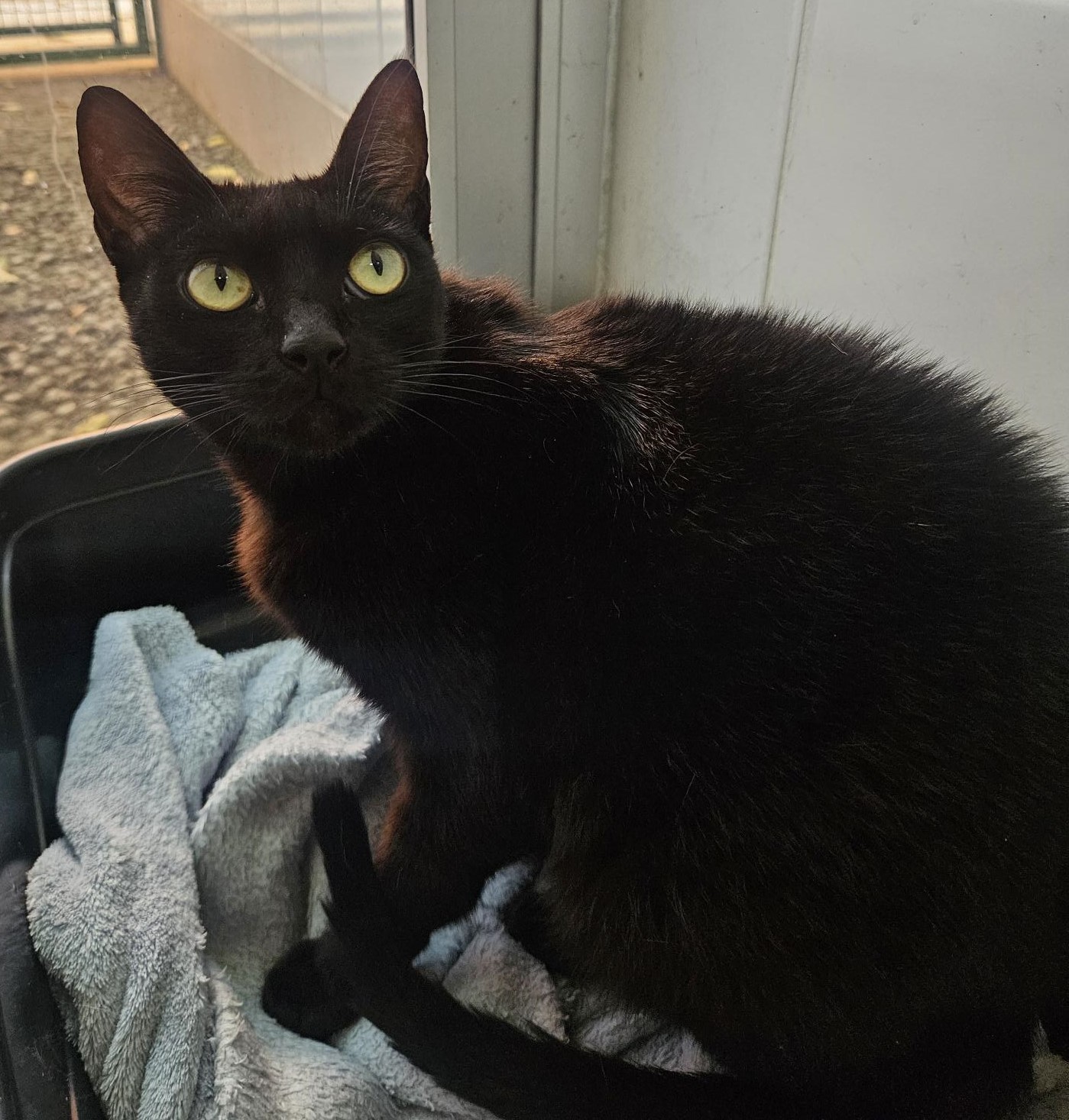 #PraCegoVer: Amora é uma gata de pelagem toda preta, possui olhos verdes, está sentada olhando para cima, 