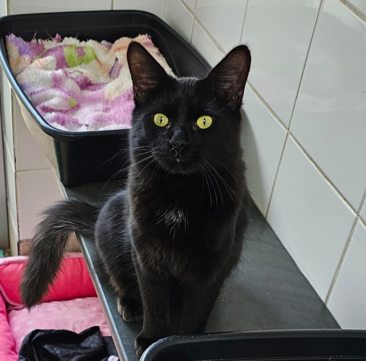 #PraCegoVer: Antônio é um gato de pelagem inteira preta, possui os olhos verdes e está sentado olhando para frente.