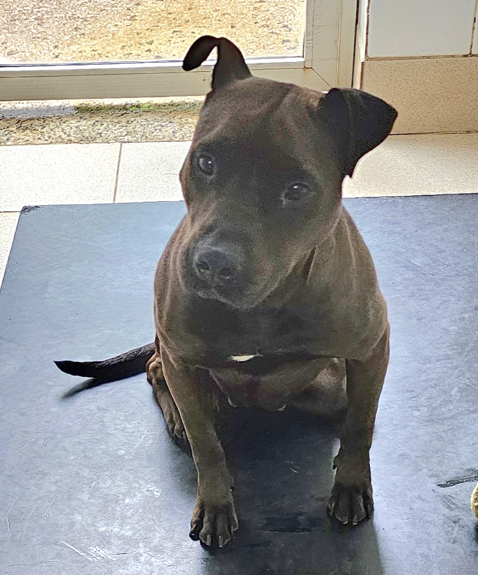 #PraCegoVer: Bulma é uma cachorra de pelagem curta e preta, possui olhos marrons e está sentada olhando para frente. 