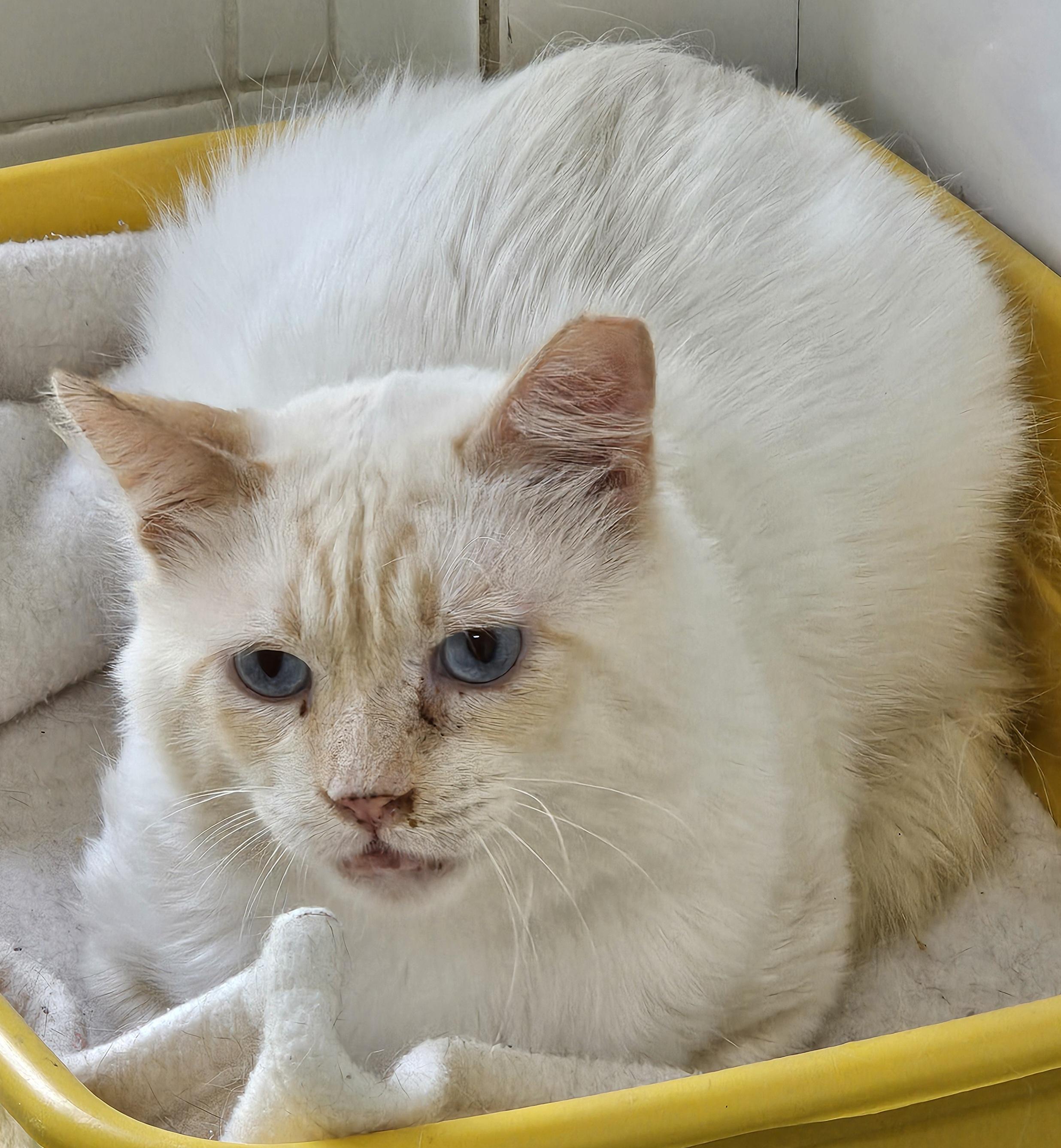  #PraCegoVer: Chorão é um gato de pelagem branca, possui olhos azuis, sua orelha esquerda possui um pequeno corte na ponta, e está deitado olhando para frente. 