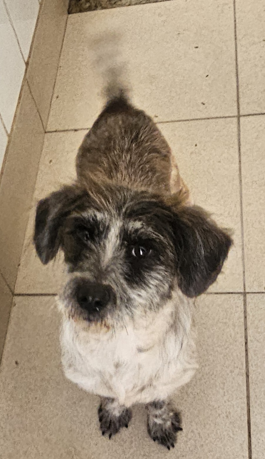 #PraCegoVer: Dino é um cachorro de pelagem branca com manchas pretas, possui os olhos marrons e está em pé olhando para cima.