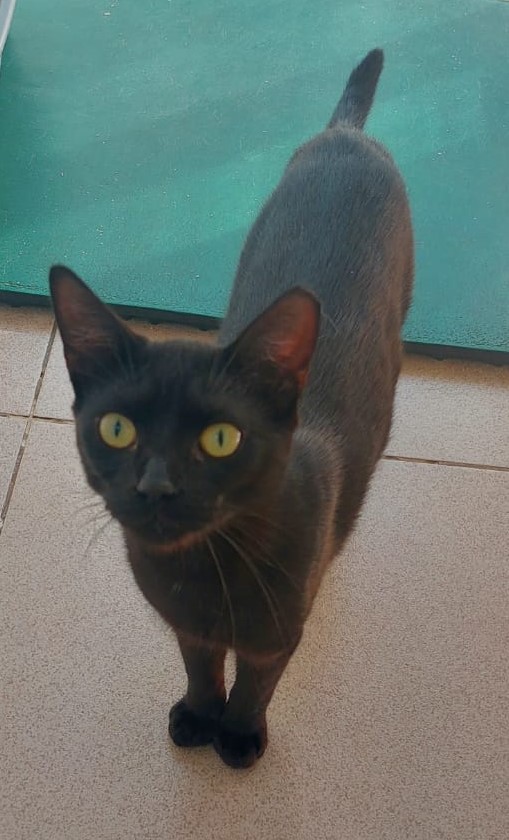  #PraCegoVer: Isabel é uma gata de pelagem preta, possui olhos verdes e está em pé olhando para cima. 