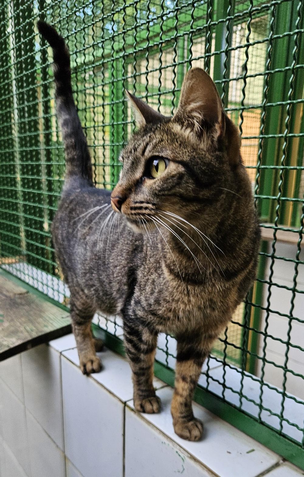 #PraCegoVer: Kiwi é uma gata de pelagem marrom com manchas pretas, possui olhos verdes, e está em pé olhando para o lado.