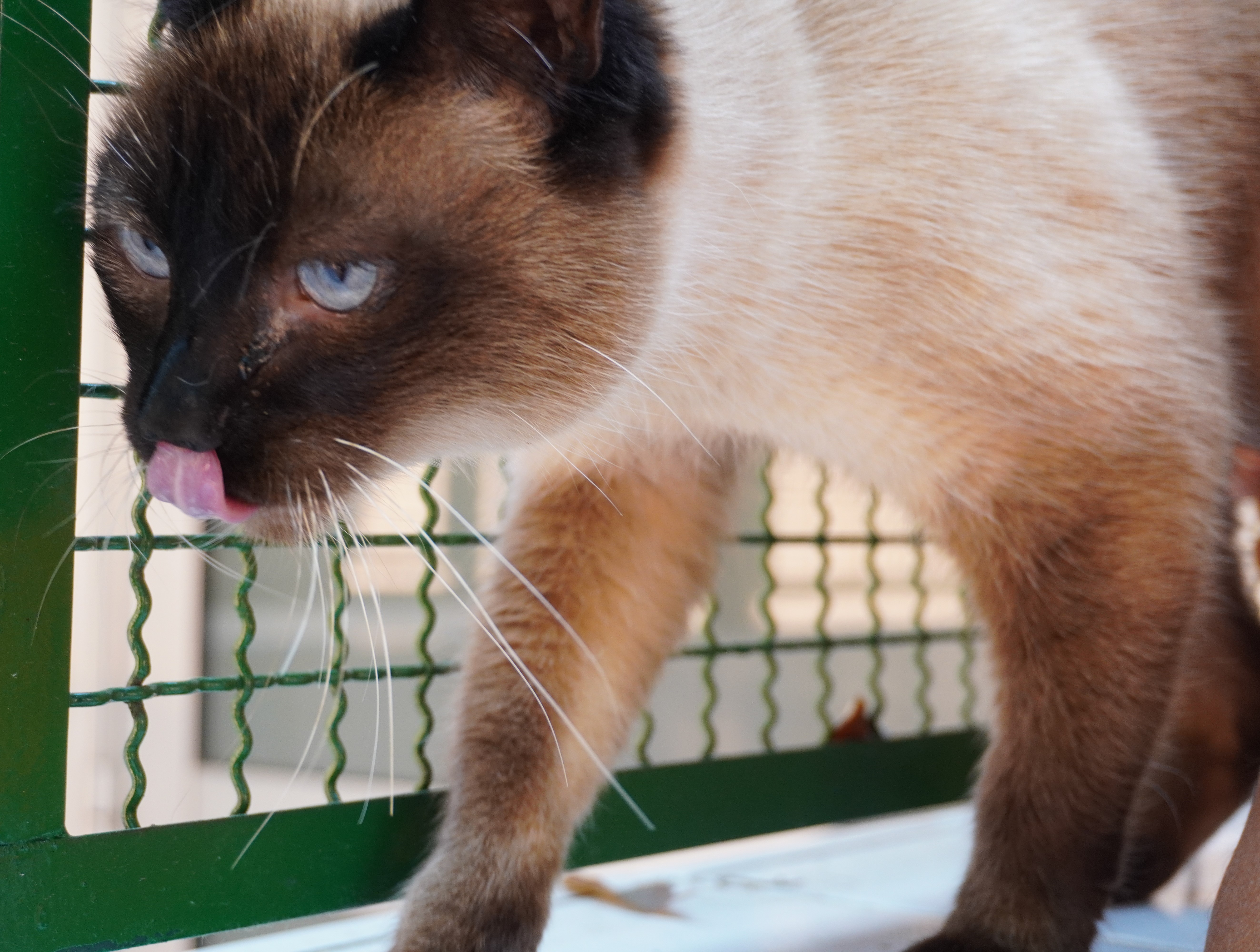 #PraCegoVer: Lua é uma gata de branca com manchas marrons, possui os olhos azuis e está deitada olhando para frente, com a língua de fora.
