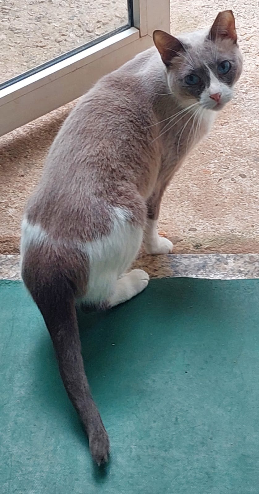 #PraCegoVer: Madona é uma gata de pelagem marrom com manchas brancas, possui olhos azuis e está sentada olhando para trás.