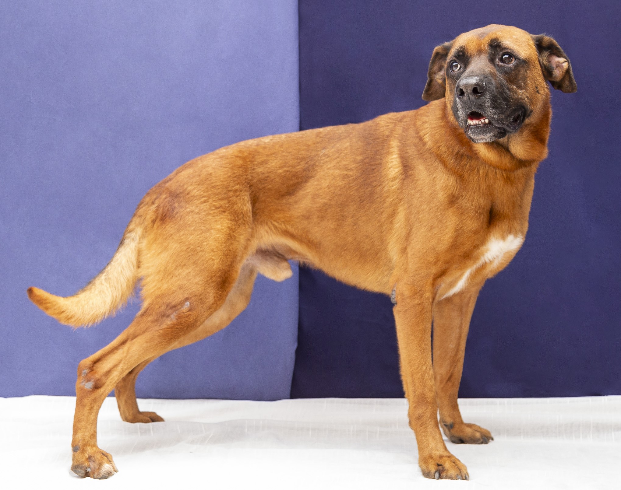 #PraCegoVer: Max é um cachorro de pelagem marrom com pequenas manchas brancas, olhos da cor preta e está em pé olhando para o lado.