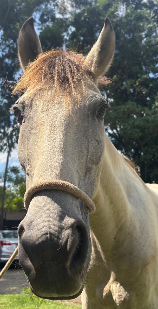 #PraCegoVer: Melissa é uma fêmea de pelagem branca com focinho preto e crina marrom, está em pé olhando para frente 