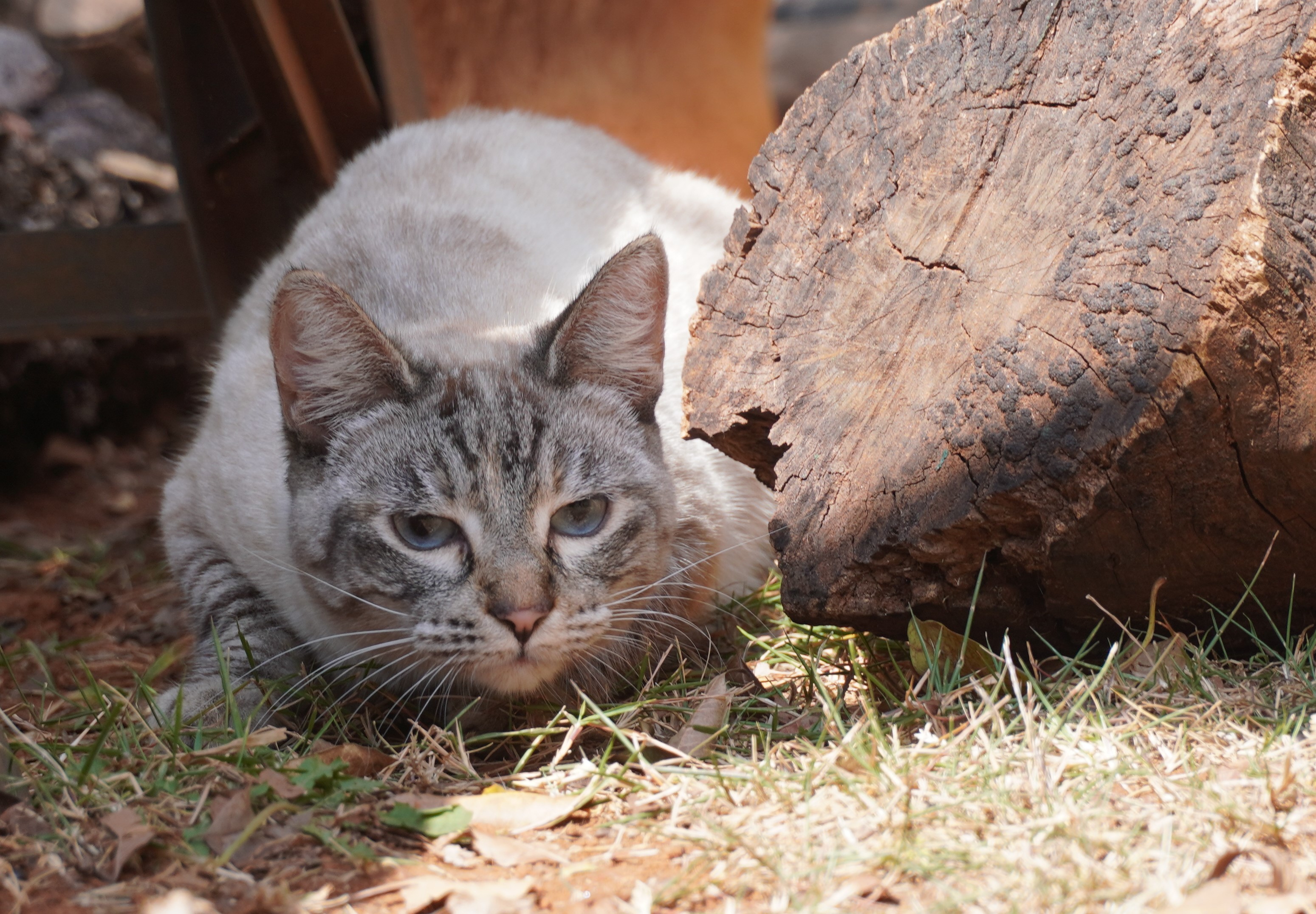 #PraCegoVer: Névoa é uma gata de pelagem branca com manchas pretas, possui os olhos azuis e está deitada olhando para frente.