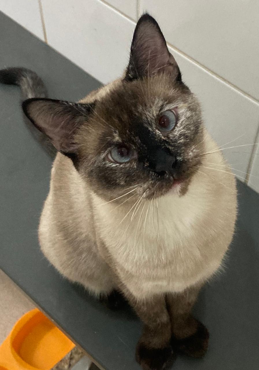 #PraCegoVer: Nina é uma gata de pelagem do corpo acinzentada, com patas e orelhas pretas, tem olhos azuis e está sentada olhando para frente.