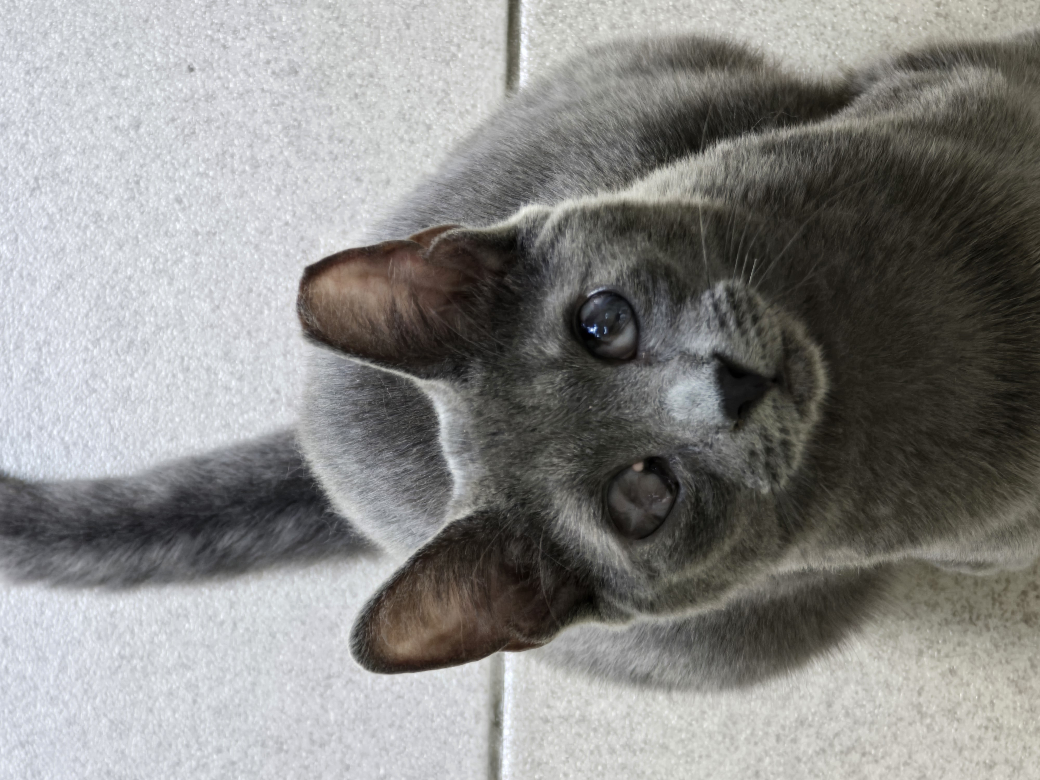 #PraCegoVer: Nuvem é uma gata de pelagem inteira cinza, não possui o olho direito e está sentada olhando para cima.