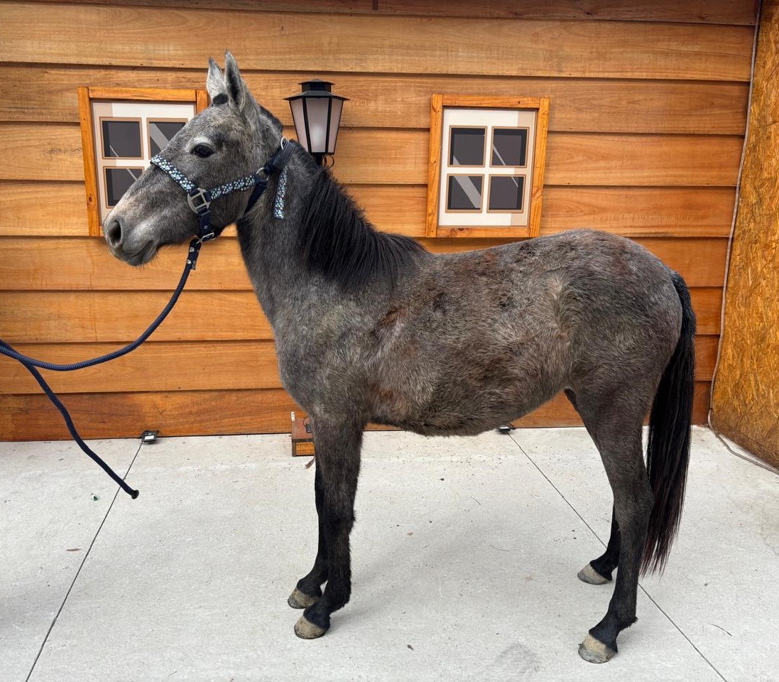 Orquídea: égua de pelagem preta com manchas brancas