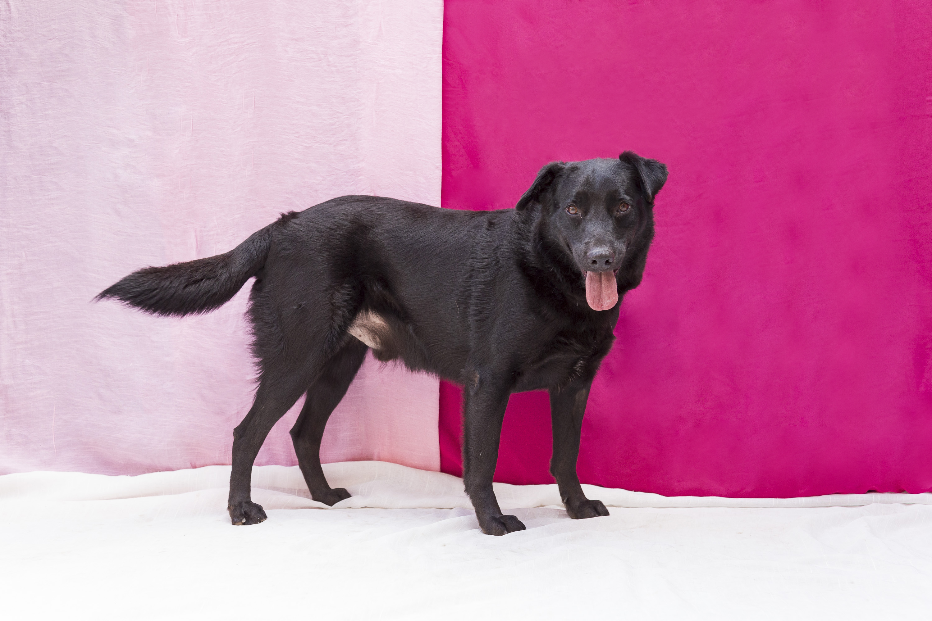 #PraCegoVer: Pilão é um cachorro de pelagem toda preta, possui olhos marrons e está de pé olhando para frente. 