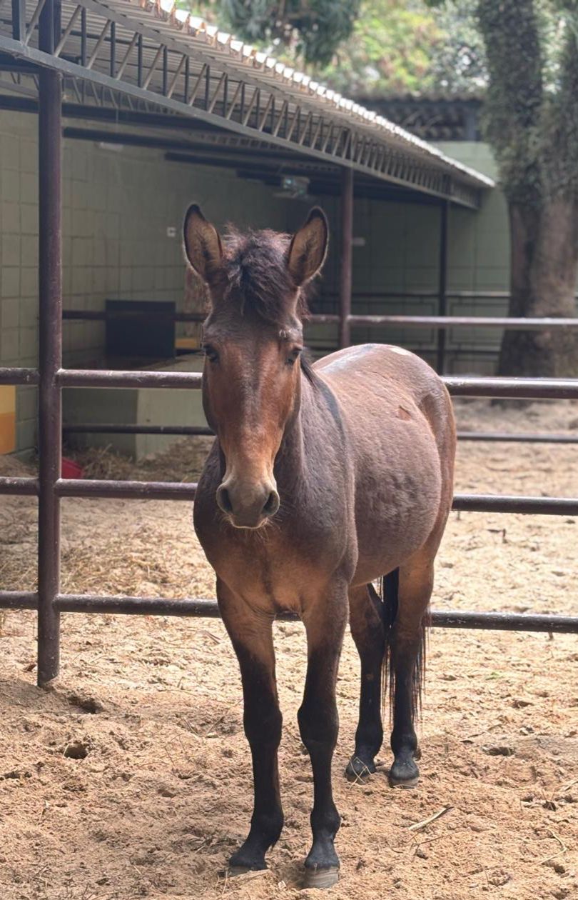Policarpo: burro de pelagem inteira marrom