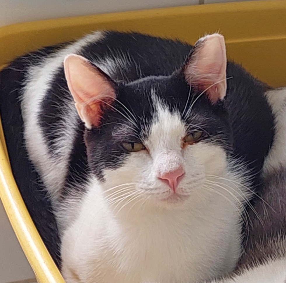 #PraCegoVer: Rita é uma gata de pelagem branca com manchas pretas, possui olhos veres e está deitada olhando para frente. 