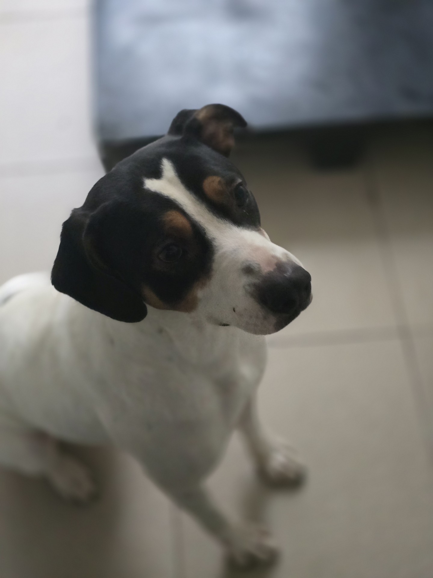 #PraCegoVer: Sung é um cachorro de pelagem branca com manchas pretas, possui olhos marrons e está sentado olhando para cima. 