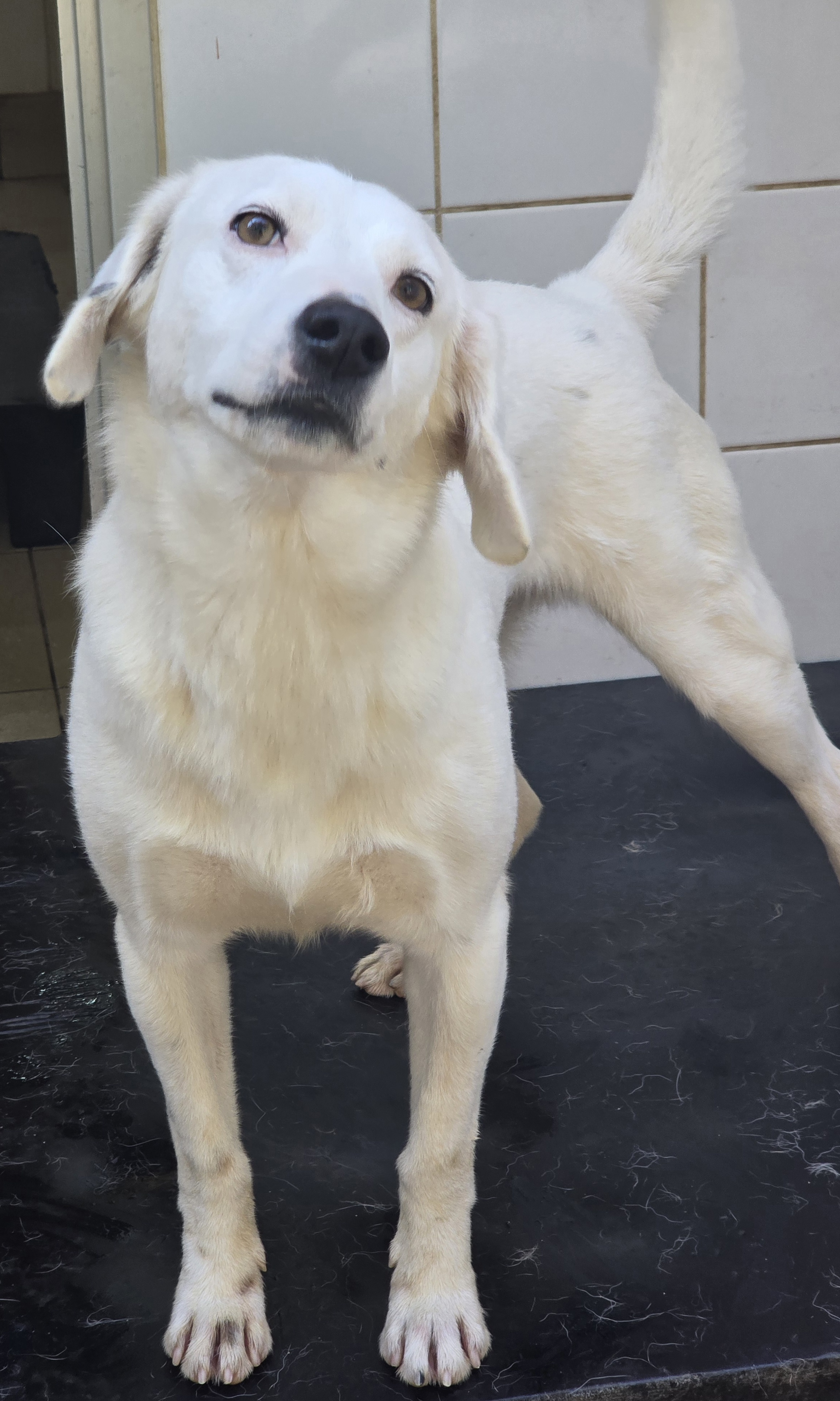 #PraCegoVer: Tiradentes é um cachorro de pelagem branca com manchas pretas, possui olhos marrons e está em pé olhando para frente. 